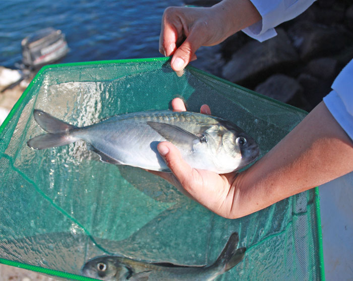 “Acuicultura: la corriente de cambio viene del norte”, el ciclo de conferencias online sobre la acuicultura de peces nativos