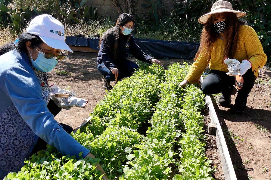 Municipio de Ovalle invita a participar del programa Huertos Comunitarios