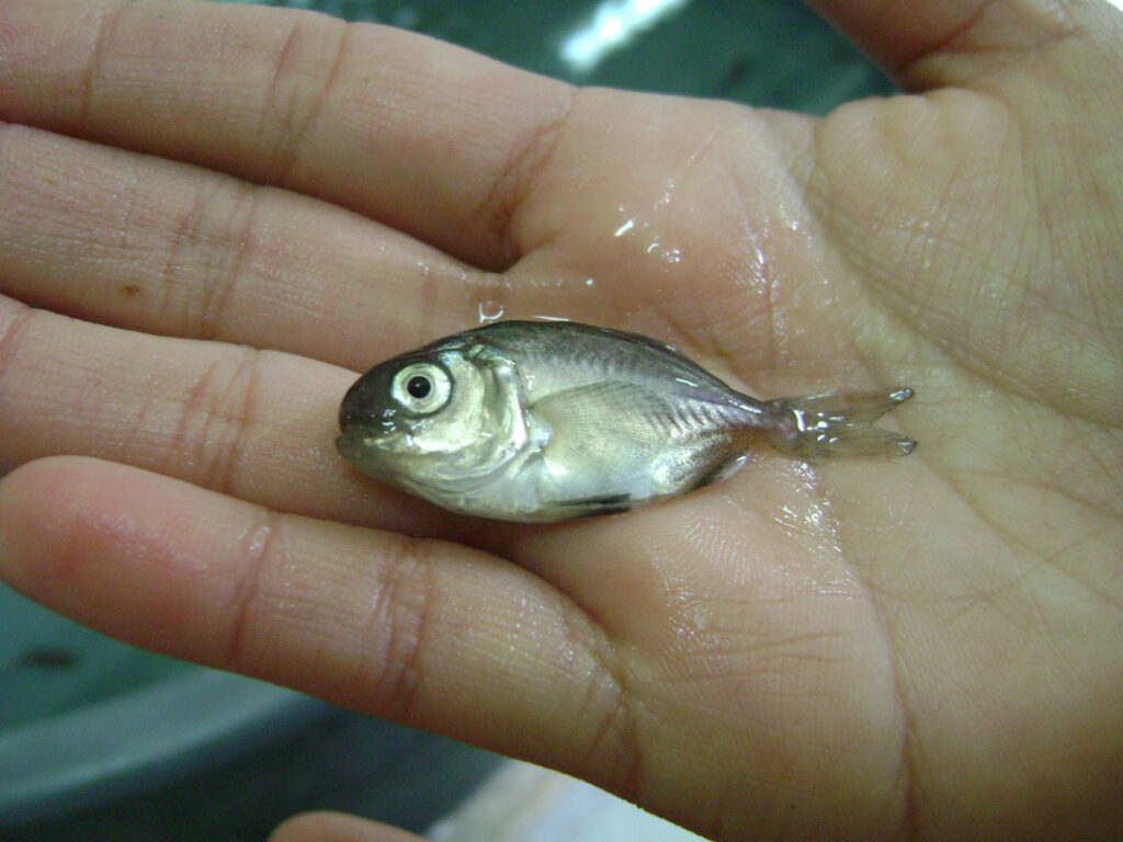 Segunda conferencia de acuicultura con peces nativos estará dedicada a la cojinoba del norte