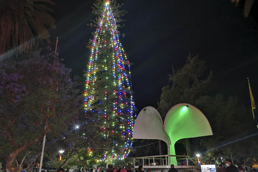 Hasta el 31 de enero el Árbol de Navidad natural más grande del país iluminará la plaza de armas de Ovalle