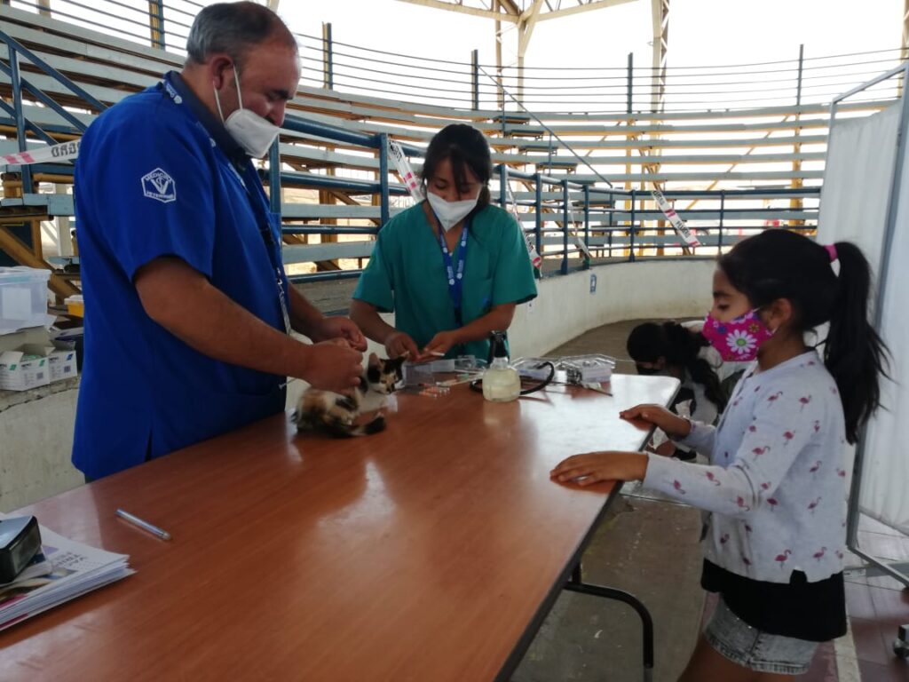 Municipio de Ovalle impulsa campaña “Yo vacuno a mi mascota”