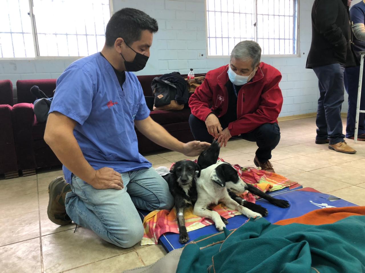 1200 esterilizaciones gratuitas se han realizado en la provincia de Limarí